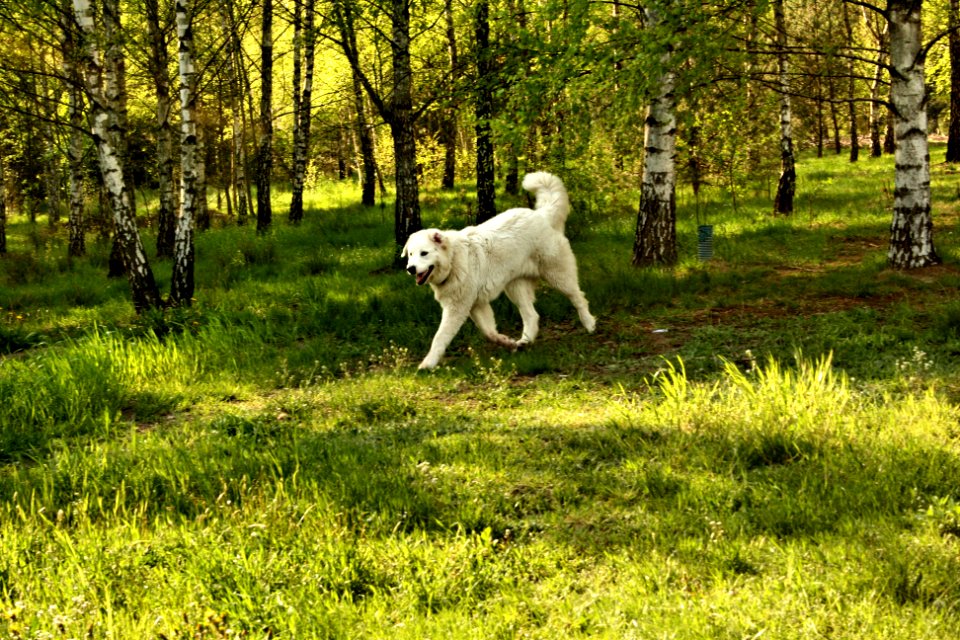 Polish shepherd dog photo