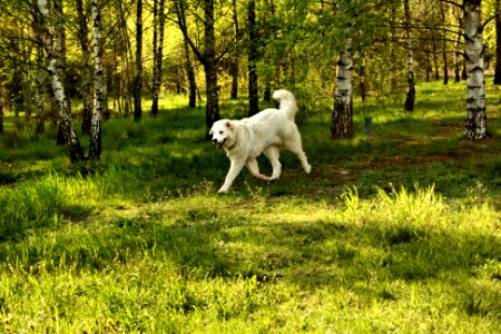 Polish shepherd dog photo
