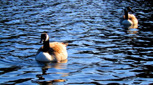 Burrator Reservoir, 20th April