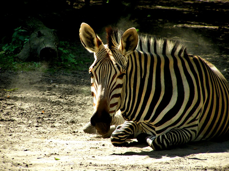 Zebra