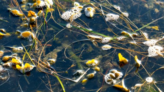 Dead man's rope and bladder wrack in Norrkila photo