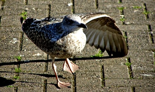 Black-bellied Plover