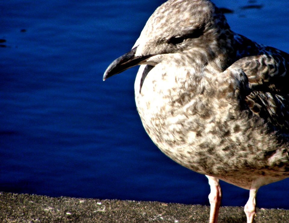 Black-bellied Plover