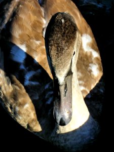 Swan