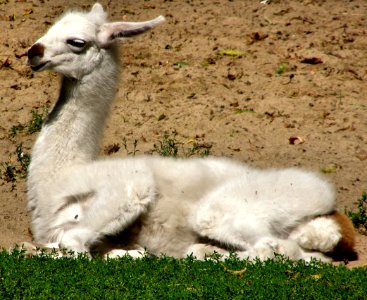 Llama photo