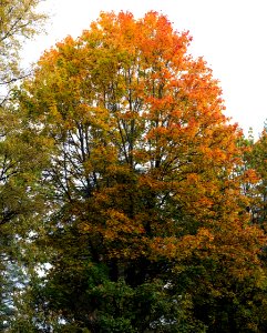 Colours of Autumn 8