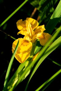 Yellow iris in Norrkila photo
