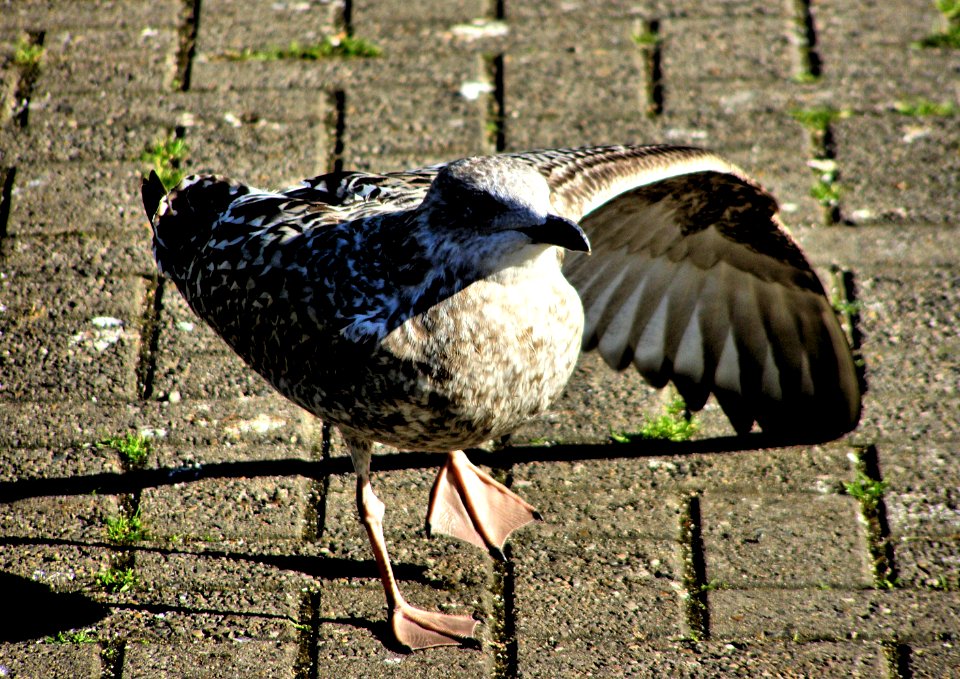 Black-bellied Plover