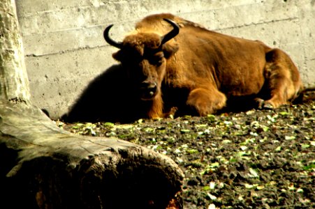 European bison