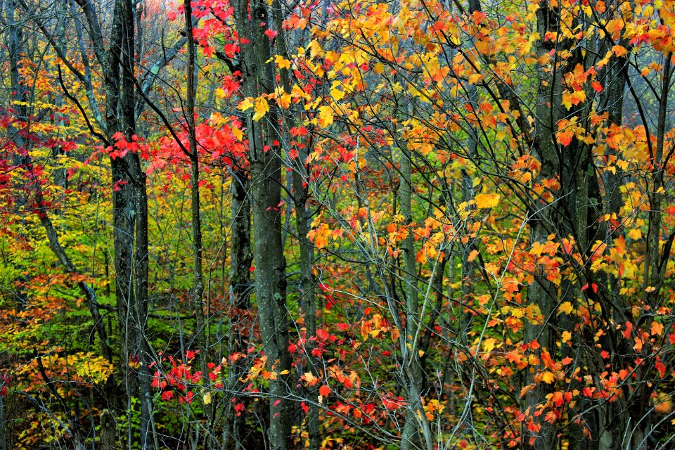 Foliage (1)