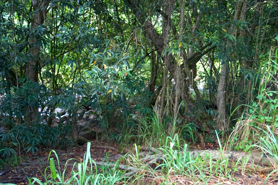 Kipu Falls, Kipu, Kauai