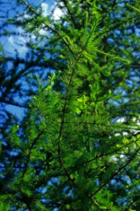 State Game Land 312 (Klondike Ponds Tract) (24)