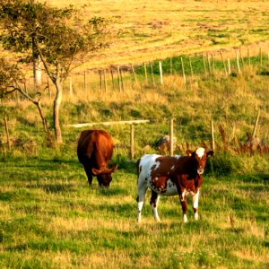 Cattle in Norrkila 5 photo