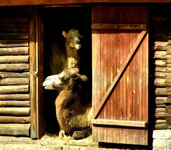 Arabian Camel
