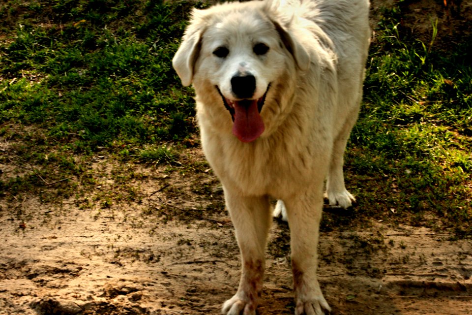 Polish shepherd dog
