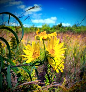 Willowleaf Sunflowers (2) photo