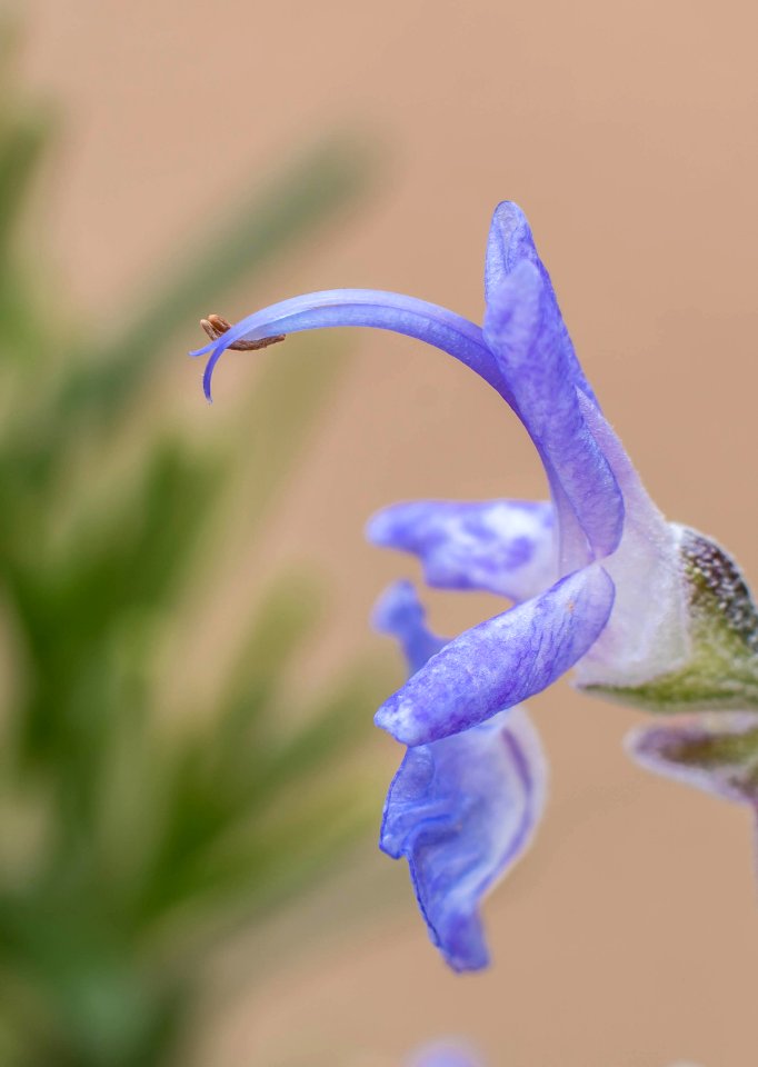 La flor del romero IV