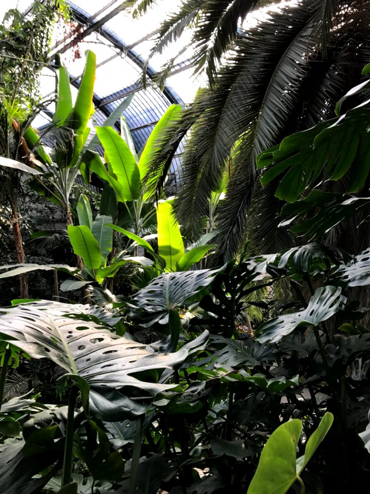 botanical garden