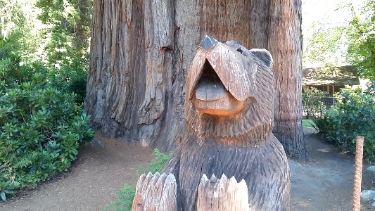 Rewood Forrest Bear