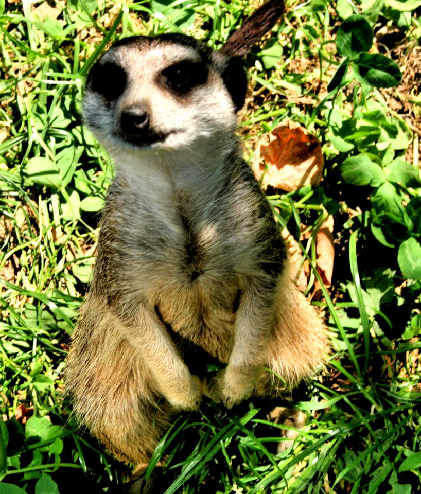 Meerkat