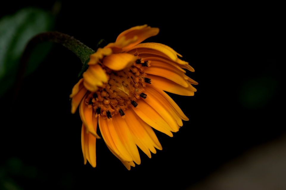 So Sad Sunflower