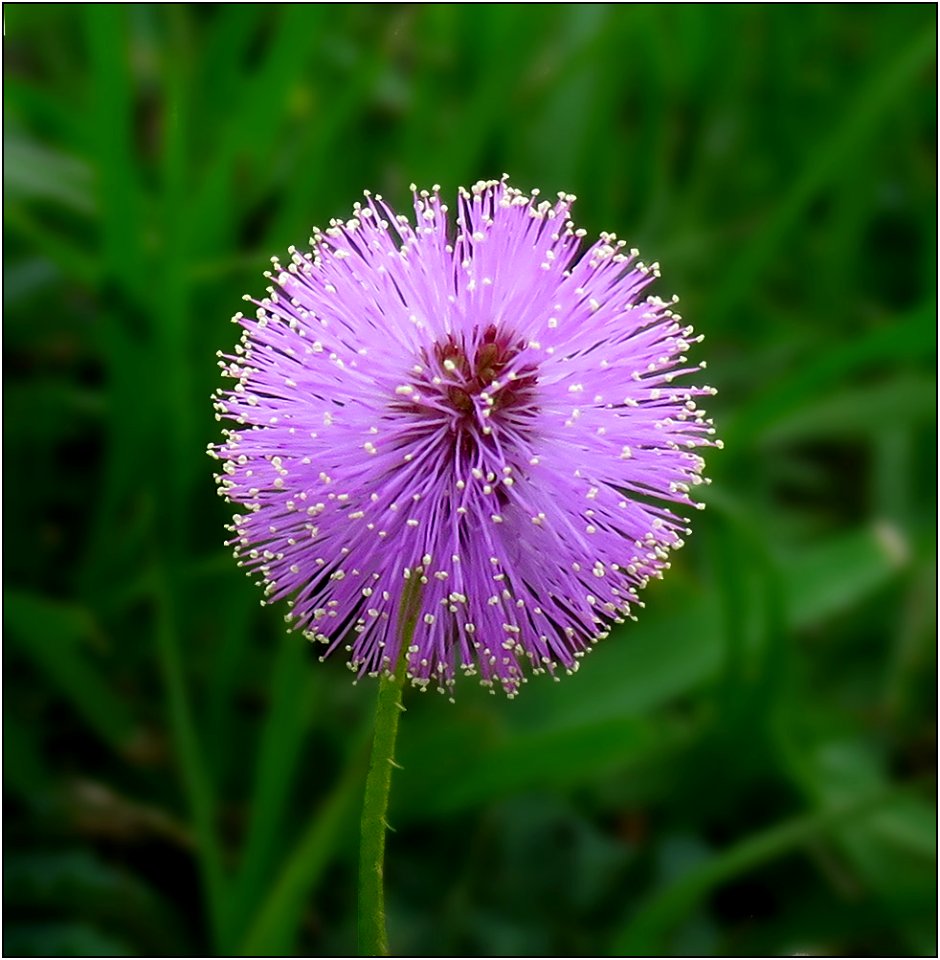 'Powderpuff' -- Mimosa strigillosa