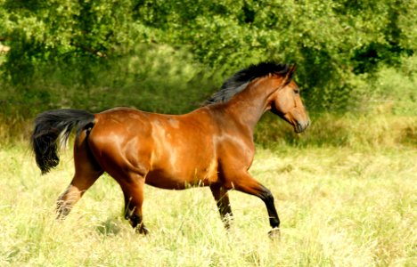 Trabendes Pferd