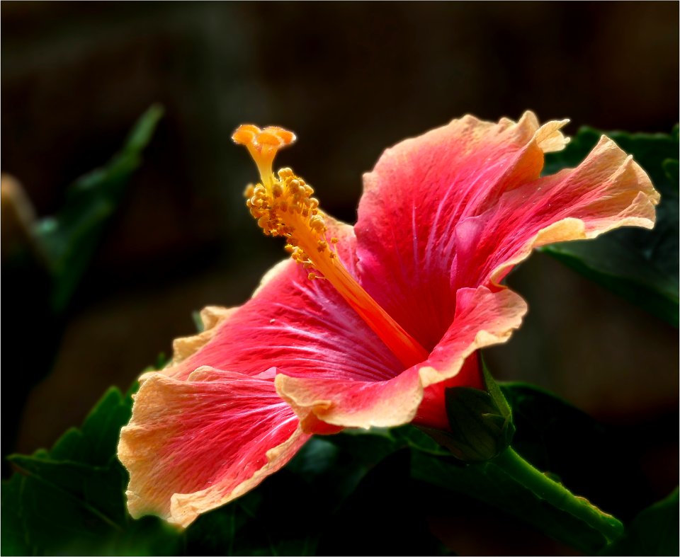 Variegated Hibiscus photo
