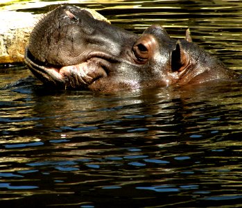 Hippopotamus photo