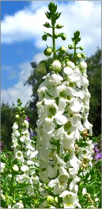 Angelonia Serena 2