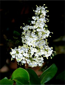 wax leaf ligustrum -- Ligustrum japonicum