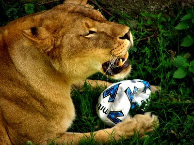 Lion with ball photo