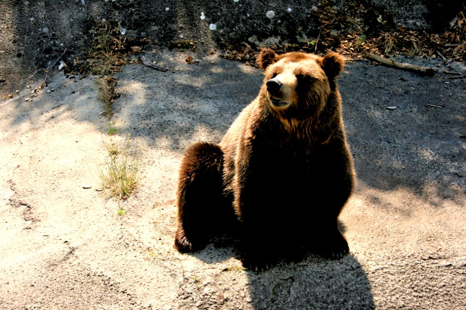 American black bear photo