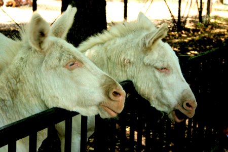 Burro donkey