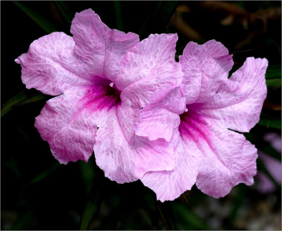 Dwarf Mexican Petunia or Katie Pink or Katie Ruellia -- Ruellia simplex