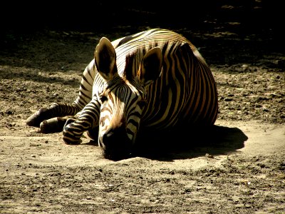 Zebra photo