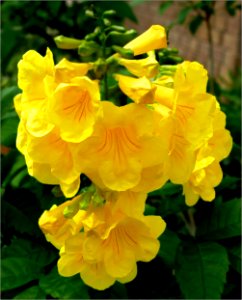 yellow trumpetbush -- Tecoma stans