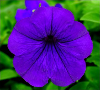 Petunia photo