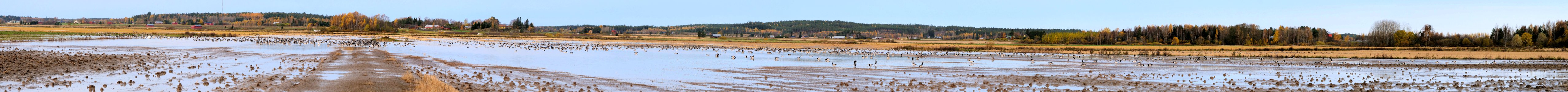 20171017 Geese at Elimaki