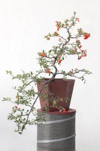 Small Bonsai Exhibit photo