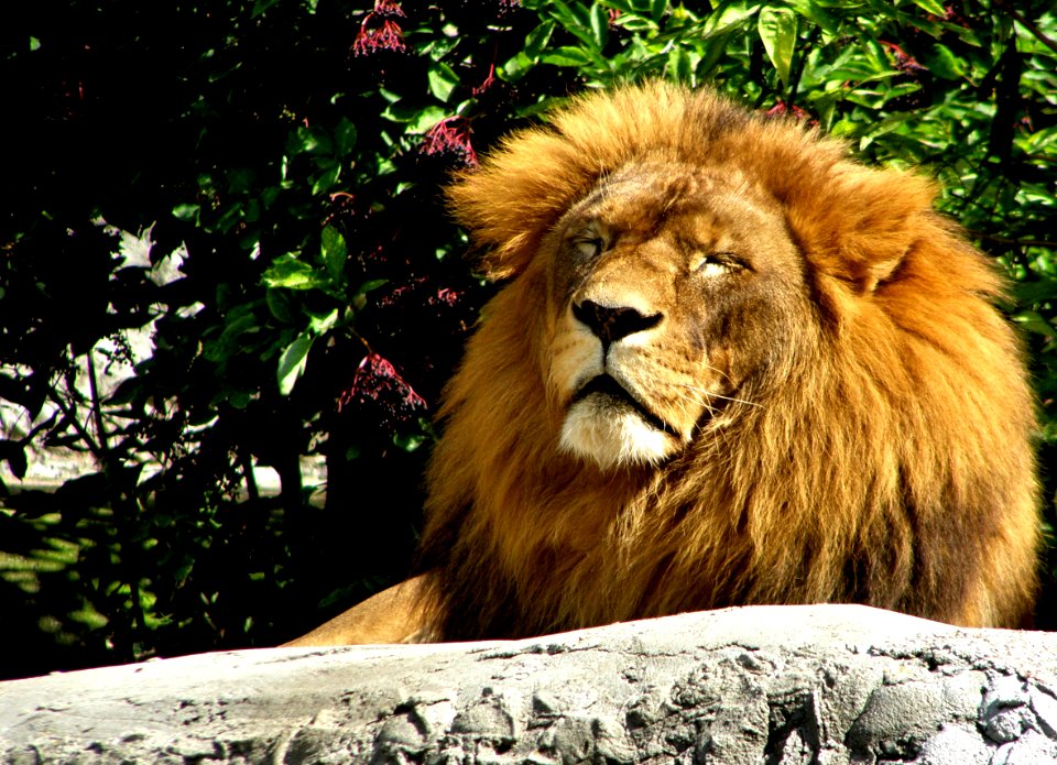 Masai Lion