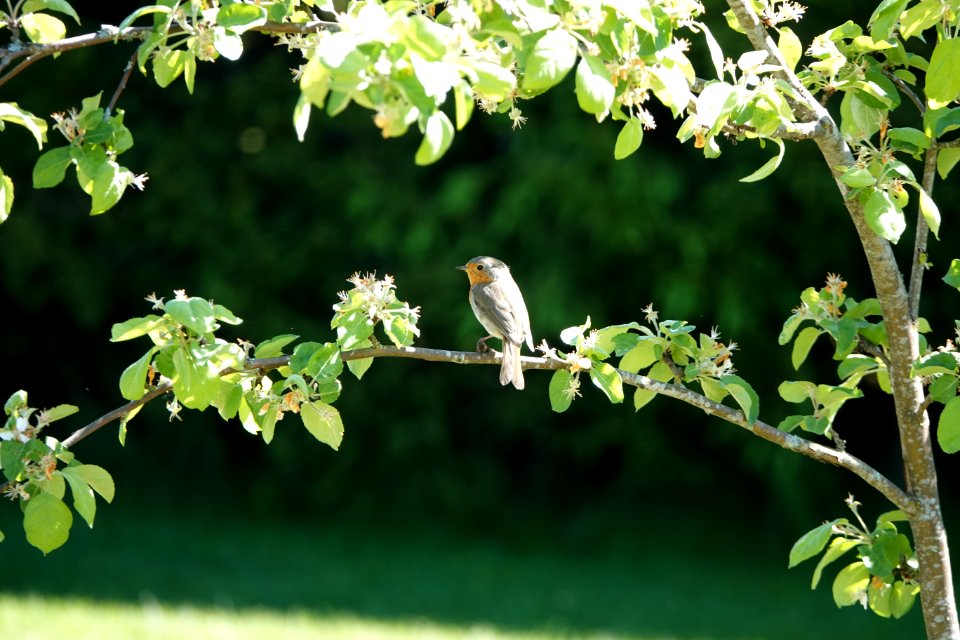 20180528 Erithacus rubecula