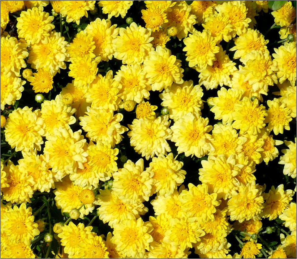 Mums -- Chrysanthemums