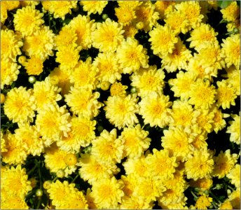 Mums -- Chrysanthemums photo