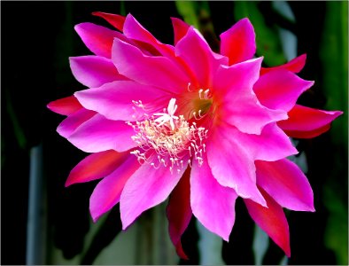 orchid cactus -- Epiphyllum hybrid 'Unforgettable' photo
