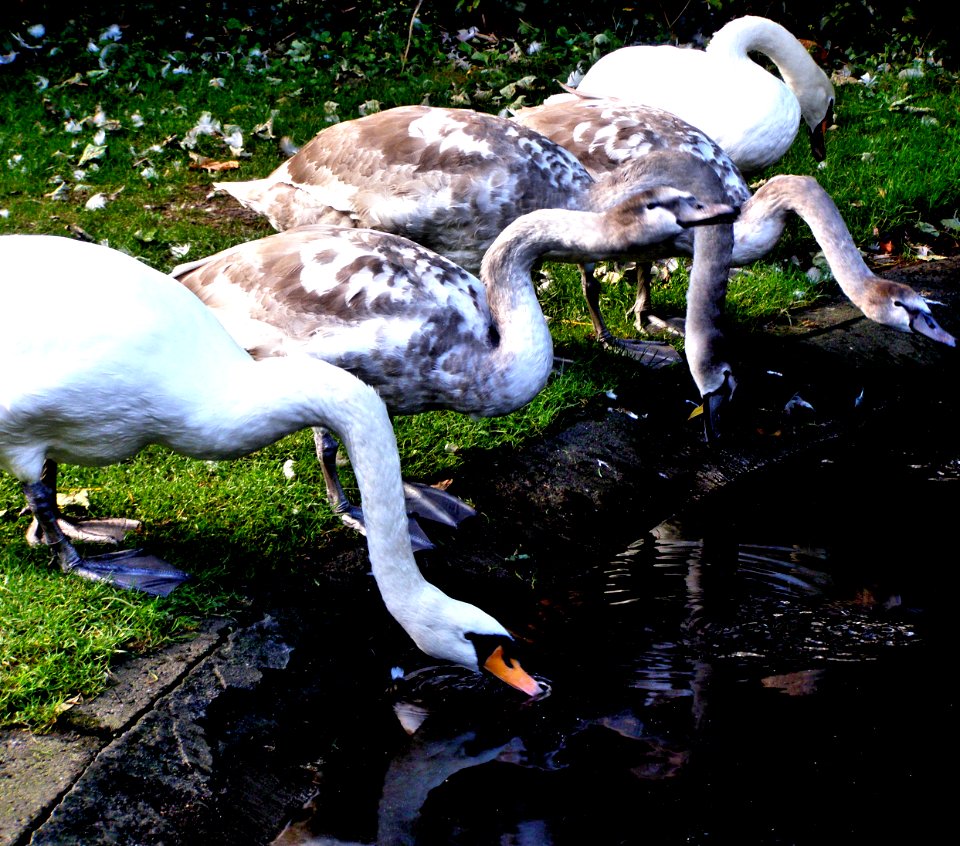Swans