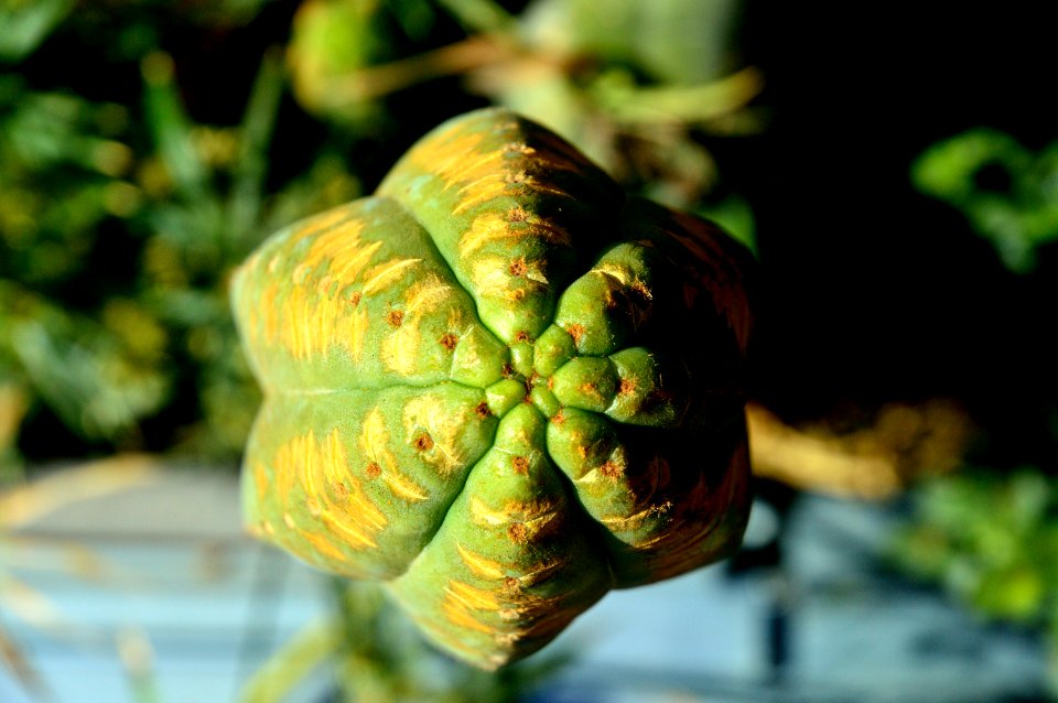 Cactus Atacama
