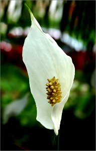 peace lily -- Spathiphyllum
