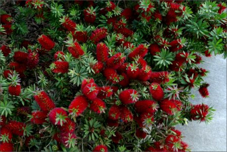 Little John Dwarf Bottlebrush -- Callistemon