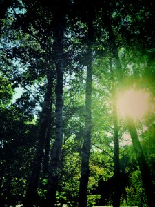Forest with sunshine photo